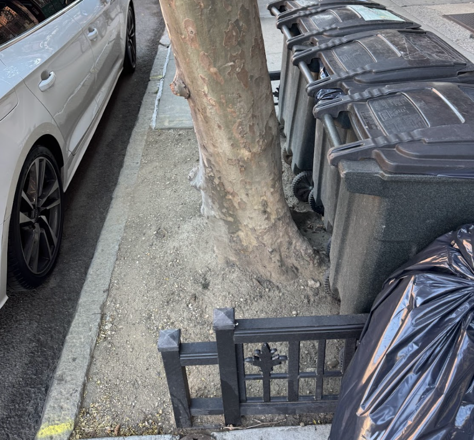 Neglected Park Slope street tree with trash