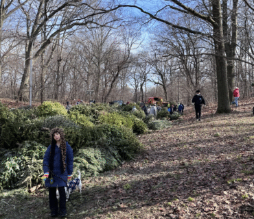trees ready to be mulched in Prospect Par at Mulchfest