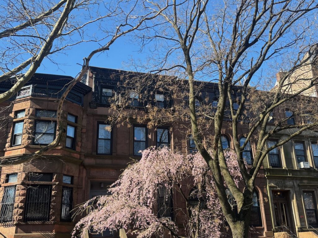 Park Slope rowhouses with cherry blossoms