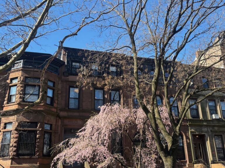 Park Slope rowhouses with cherry blossoms